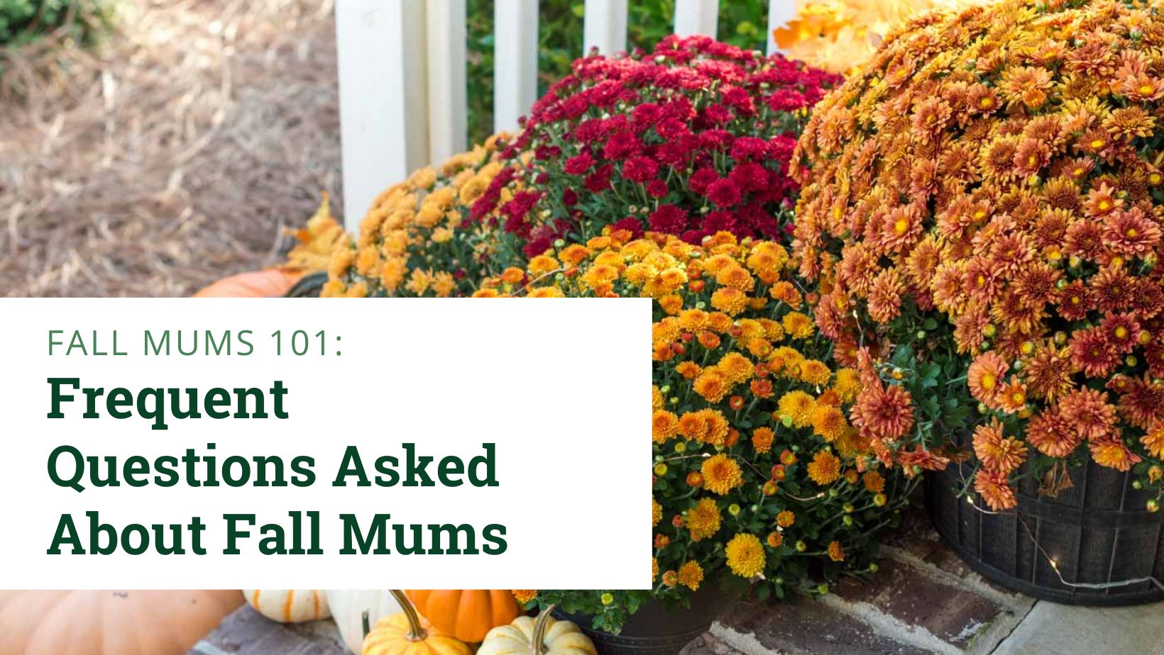 Fall Mums laying outside